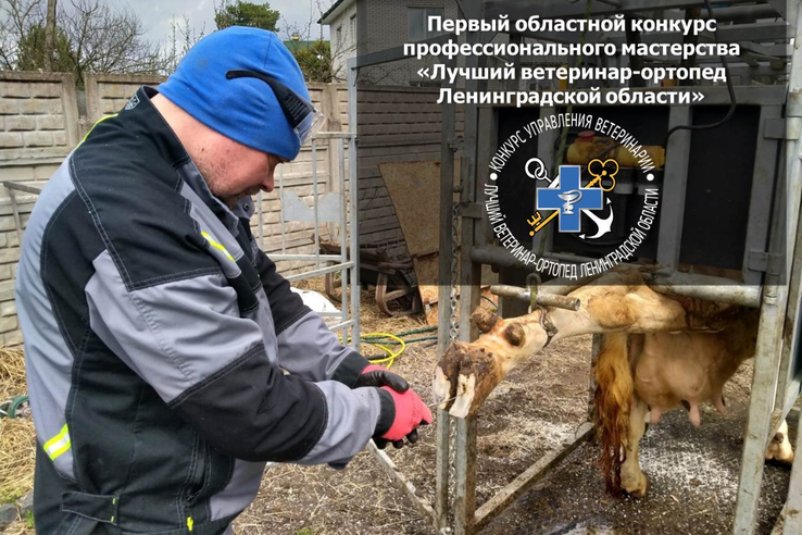 Лучшего специалиста по обрезке копыт выберут в Ленинградской области