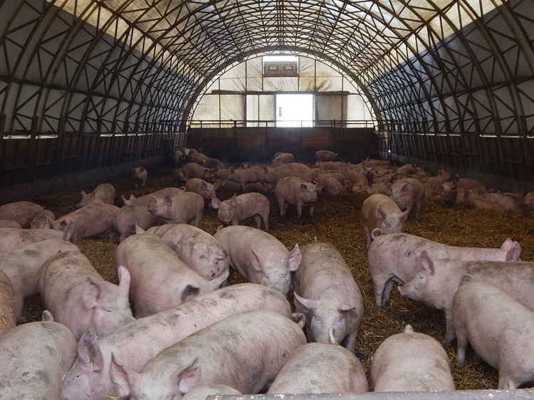 Липецкое СХП «Мокрое» увеличило поголовье свиней до 6 тысяч