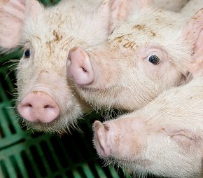 США: инвентаризация поголовья свиней от 1 декабря 2018 года