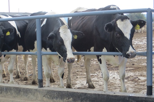 Влияние БВМК «СТАТУС» на молочную продуктивность коров