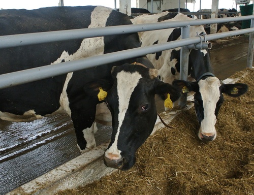 Метаболизм кальция и фосфора в организме коров