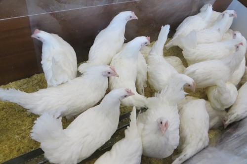 Россельхознадзор: Относительно эпизоотической ситуации по гриппу птиц