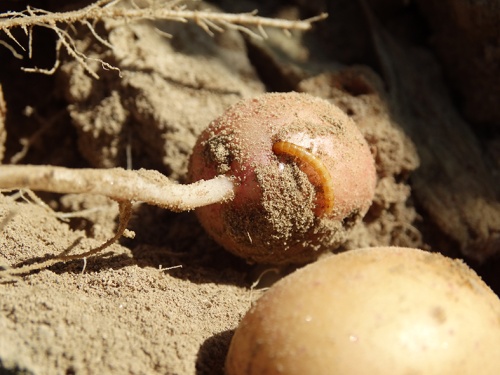 Проволочники – вредители картофеля