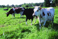 Регламенты производства органической продукции животноводства