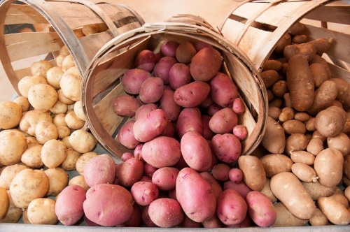 Средняя урожайность картофеля в ООО «Раздолье» составила 300 ц/га