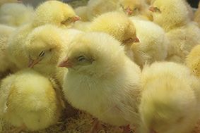Современные принципы антибиотикотерапии в птицеводстве