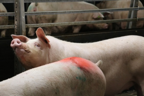 Новости АПК-Курск: в сентябре началась комплектация поголовьем нового свинокомплекса в Дмитриевском районе Курской области