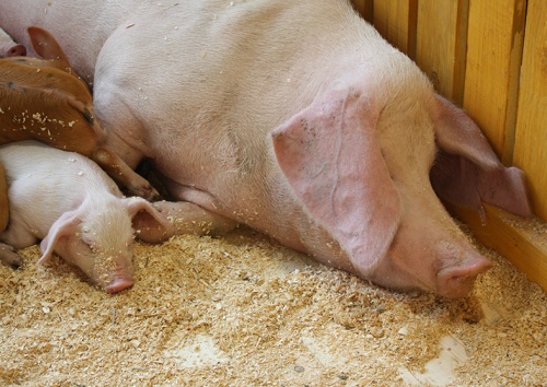 Рост потребления свинины на душу населения