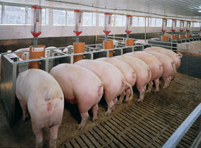 Проекты свиноферм для крестьянских и фермерских хозяйств