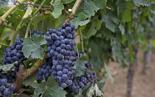 Специальные программы по страхованию виноградарства и садоводства