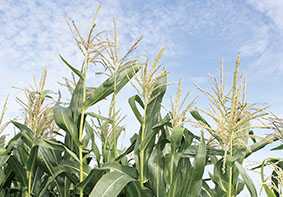 Система контроля над распространением ГМО в странах таможенного союза