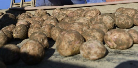 Представители Ленинградской области приняли участие в совещании по вопросам развития семеноводства картофеля
