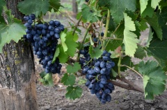 На Ставрополье в 2017 году число виноградарских хозяйств увеличится вдвое