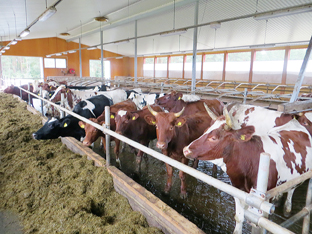 Биотехнология ускоренного воспроизведения высокоценных генотипов крупного рогатого скота