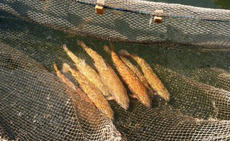 Рыбоводы подарили Ленинградской области золотую рыбку