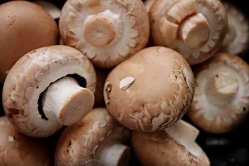Подмосковье намерено сохранить лидерство по выращиванию грибов в России
