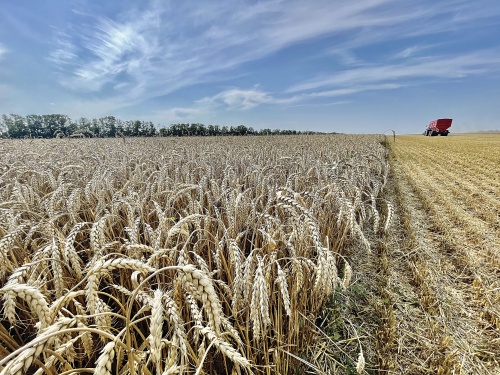 Удобрения «Агритекно» – отличный выбор для подкормок зерновых