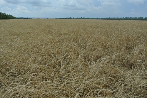 В 2020 году в России ожидается высокий урожай зерновых