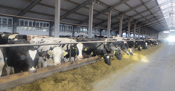 В 2015 году удой составил 12139 кг молока от каждой из 1400 коров