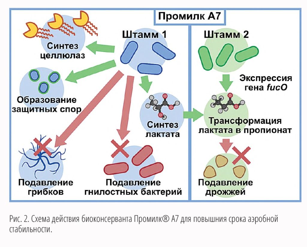 СХ-вести_№2_МАКЕТ_2025 кач весь-35.jpg