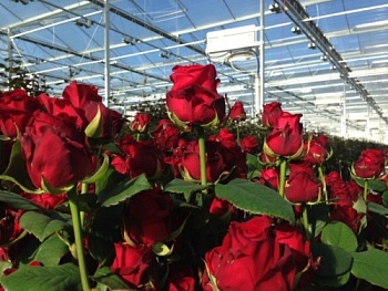 МОНОГОРОДА.РФ профинансирует реконструкцию тепличного комплекса по выращиванию роз в Мордовии