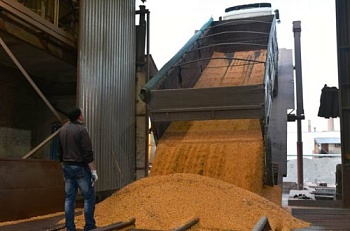 Согласно новым оценкам, мировое производство зерна установит новый рекорд