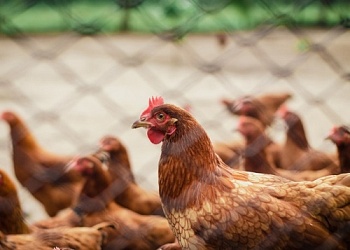 Экоферма «Алеховщина» доказала экологичность своей продукции
