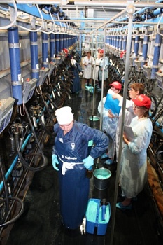 Профессия оператора машинного доения одна из важнейших в животноводстве