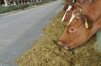 Новые подходы в борьбе с клостридиозами сельскохозяйственных животных