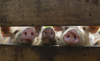 Вспышка африканской чумы свиней угрожает распространиться из Китая на другие азиатские страны