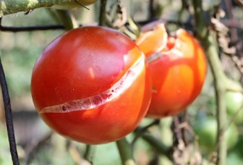 Как уберечь помидоры от растрескивания при созревании?