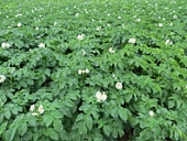 Возделывание картофеля на агромелиоративных экоминимульчгрядках