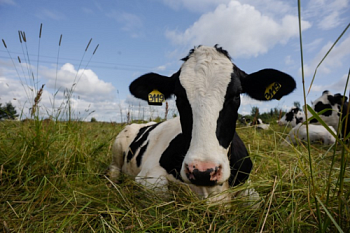 Коровы-рекордистки — в каждый сельский двор
