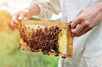 Пчёлы войдут в систему
