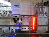 Альтернативное лечение коров