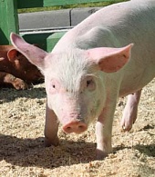 Гуманное содержание свиней - основа модернизации технологий свиноферм