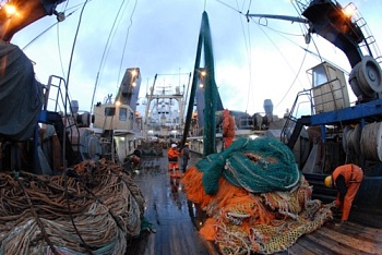 В 2018 году ученые рекомендуют к вылову 492 тыс. тонн лососей на Дальнем Востоке