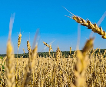 Изменение климата благотворно отразилось на урожае зерна