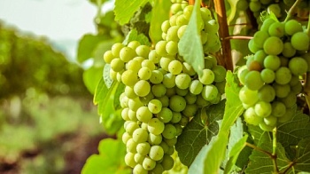Как вырастить сладкий виноград?