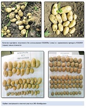 Биологическое удобрение ИЗАБИОН на картофеле и овощах