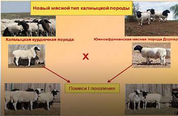 Калмыцкие учёные работают над улучшением мясных качеств баранины
