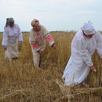Праздник первого снопа прошел в Зарайске