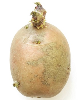 Нерегламентированный антракноз картофеля