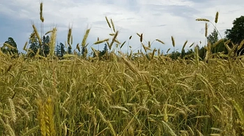 Экспорт зерна речным и морским транспортом АЧБ: возможности и ограничения