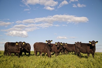 «Мираторг» планирует увеличить инвестиции в развитие проекта мясного скотоводства в Калининградской области до 16 млрд рублей к 2021 году