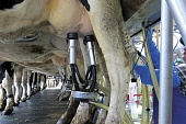Влияние кормления коров на состав и свойства молока