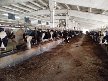 Определены лидеры по продуктивности коров