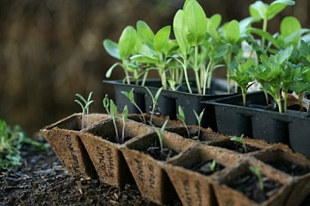 Как получить крепкую и здоровую рассаду для сада и огорода?