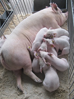 Продолжительность продуктивной жизни свиноматок