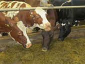 Кормление дойной коровы